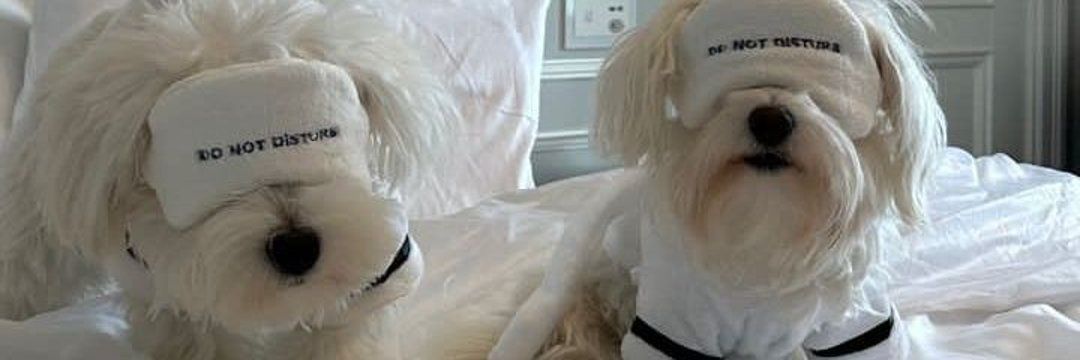 Calorina🇨🇵 banner