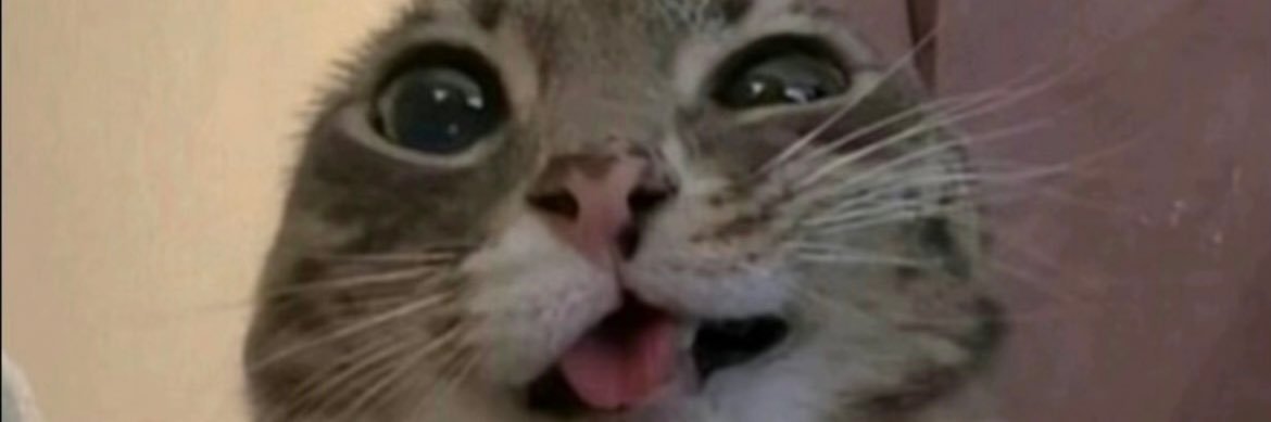 Hushypuppies banner