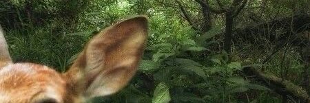 lily j. evans banner