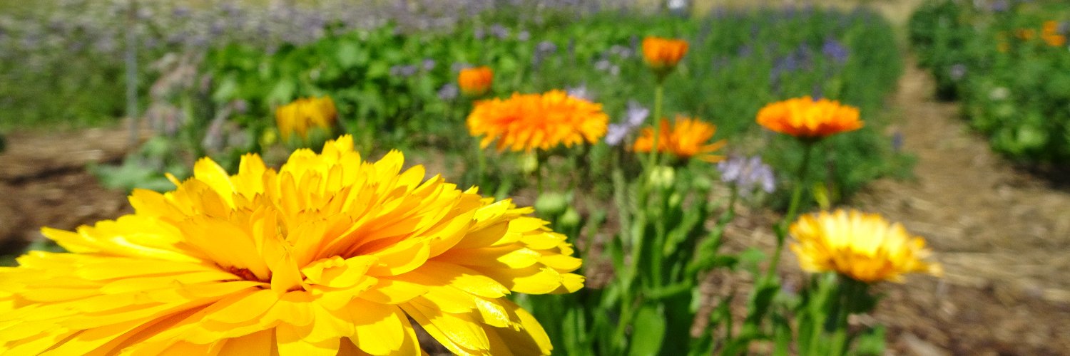 MatthiasHelberg's profile banner image