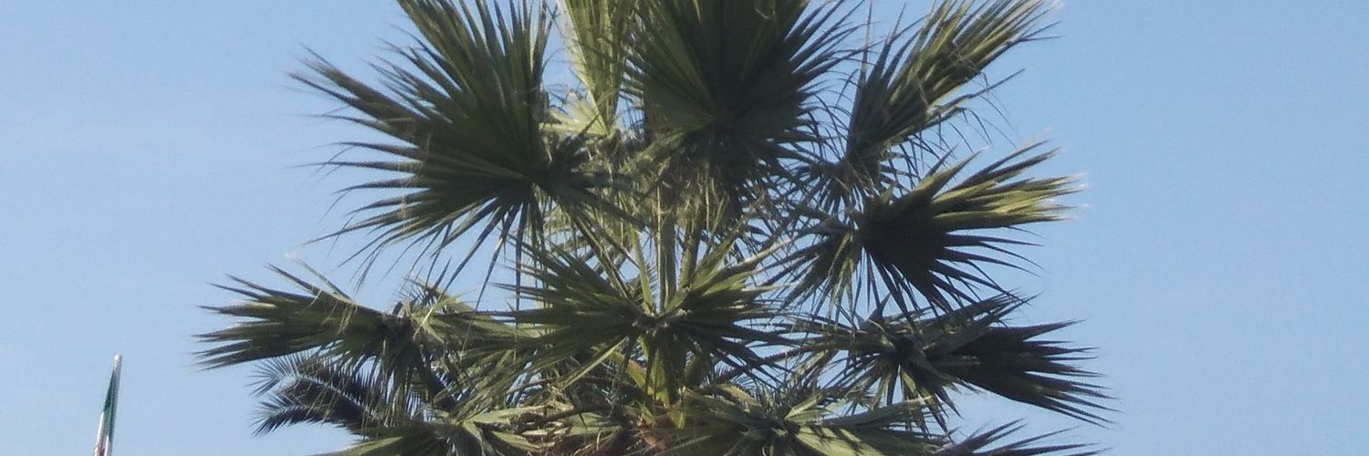 ciurleomarco's profile banner image