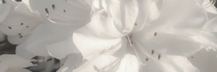 faaii @ after dm/wa banner