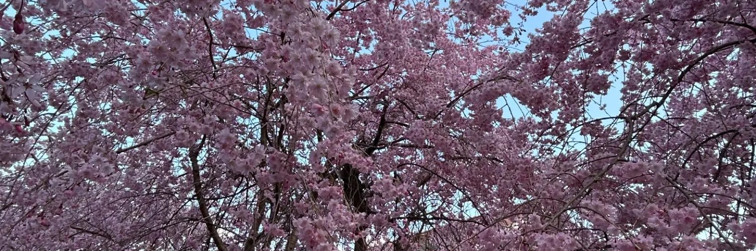 まいか（ひとりごと） banner