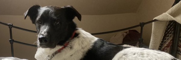 stuartwheeldon Profile Banner