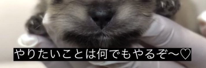緋狼まひろ banner