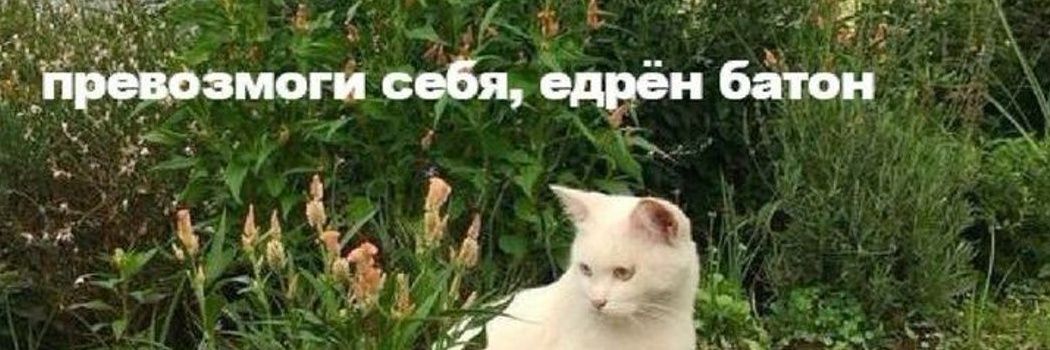 taliya_fog's profile banner image