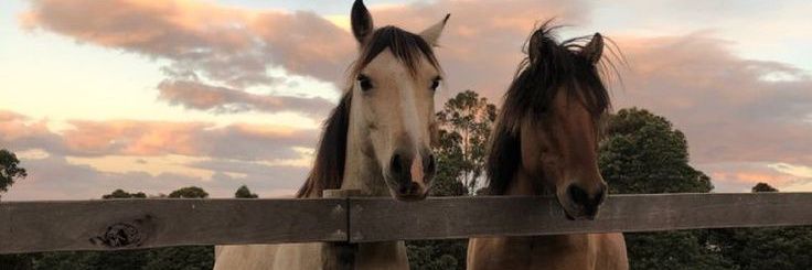 𝙕𝙞𝙜𝙜𝙮🐴 banner