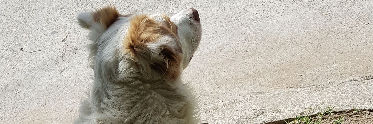 roqueguardia's profile banner image