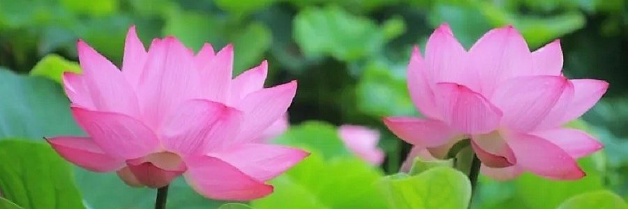 มาร์ค มาซาฮิโร มหานคร (Mark Masahiro Maha Nakhon) banner