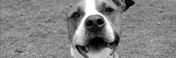 Leoabernal Profile Banner