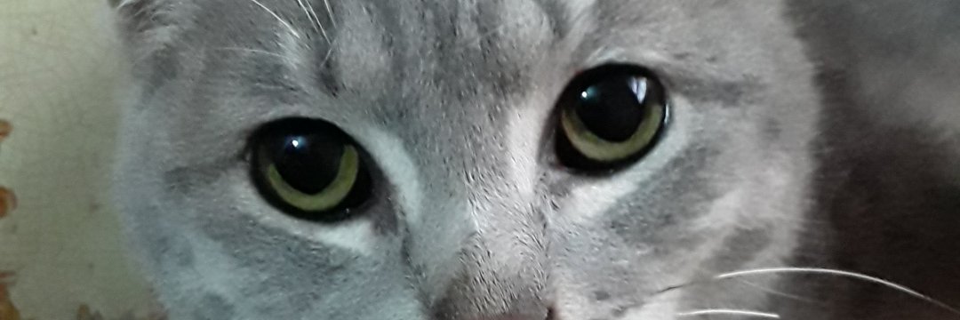 feezgo's profile banner image