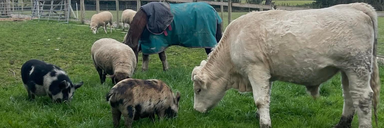 Second Chances Animal Sanctuary banner