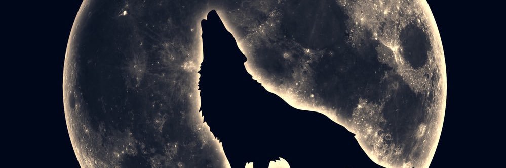 tim z banner