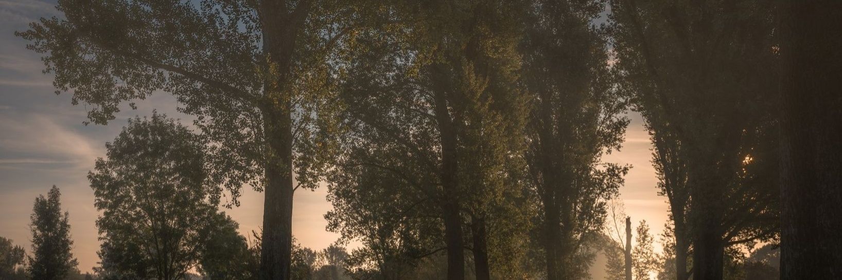 zz banner