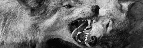 archiveofev's profile banner image