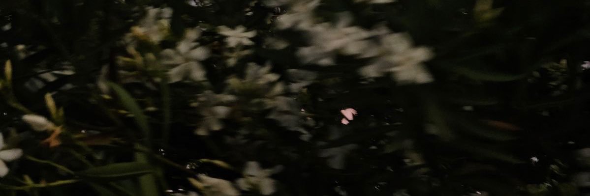 𑣲𝓪𝓶𝓮𝓻𝓲 banner