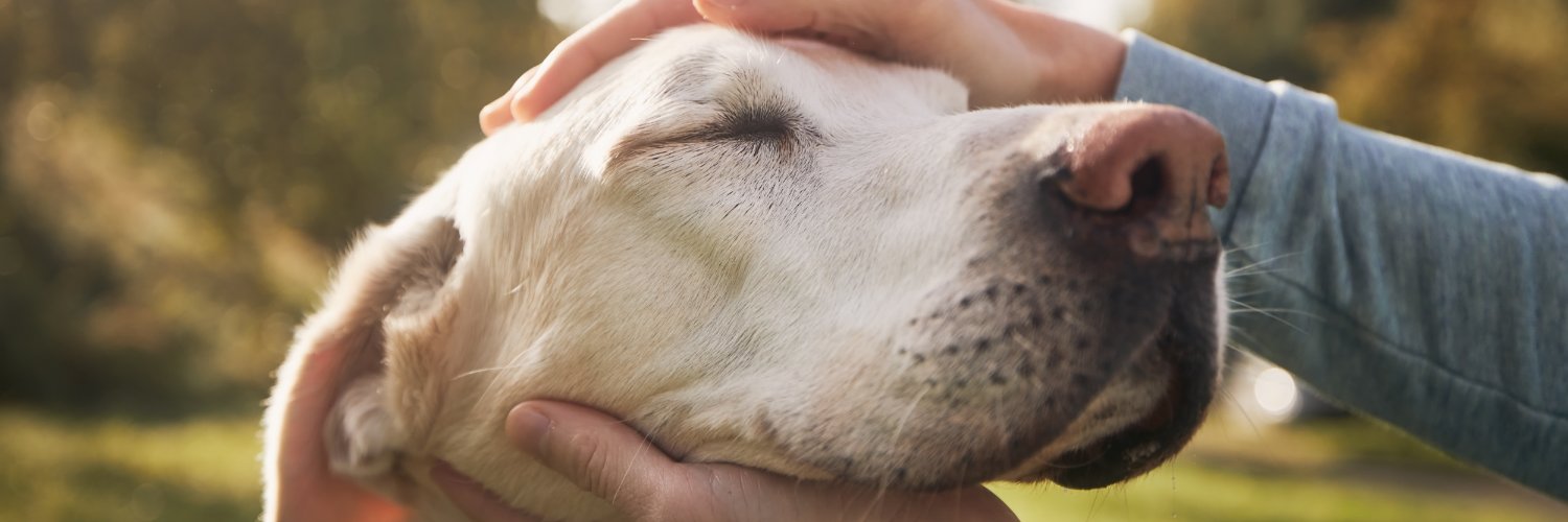 Boro z Gniewkowa banner