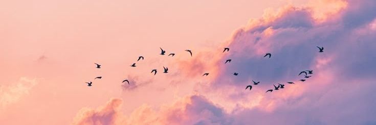 Renata Angelo banner