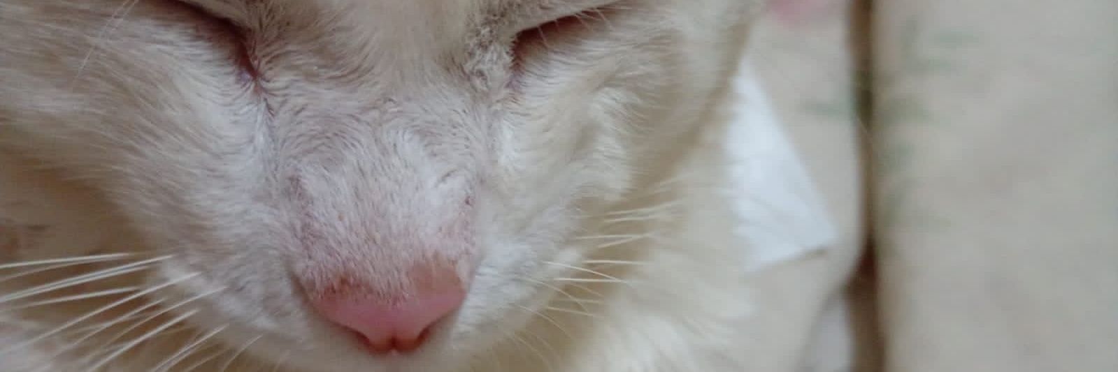 • ֊ • —ʀᴀ𝕧ɪ ʙʀɪᴛᴏ 2.0 banner