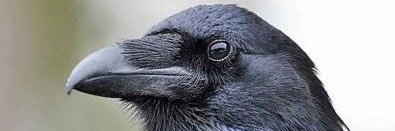 RisewireDaily banner