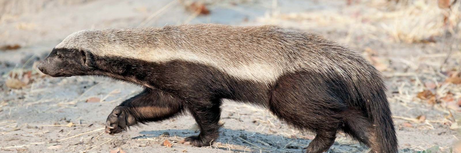 Honey Badger banner