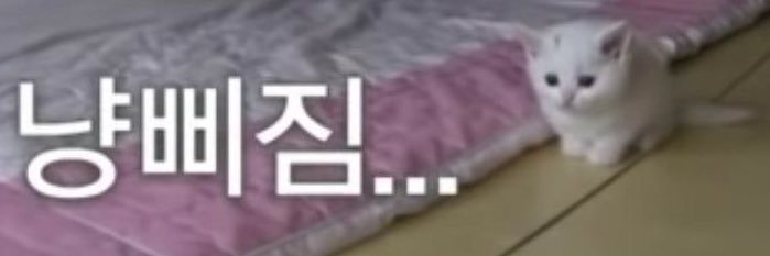 먕이🪽💉 banner