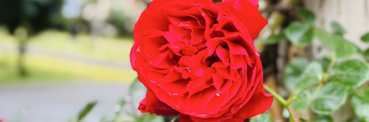 はな@😈🐑 banner