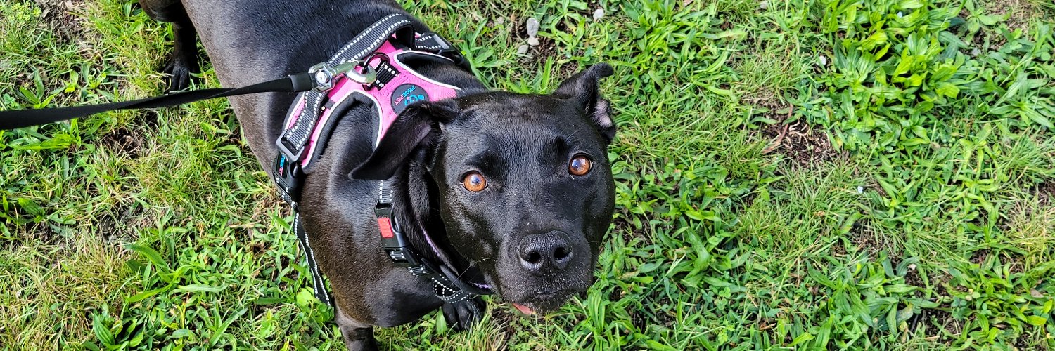 Luna's Snacks banner