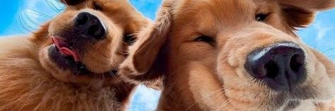 Lucky is horny banner