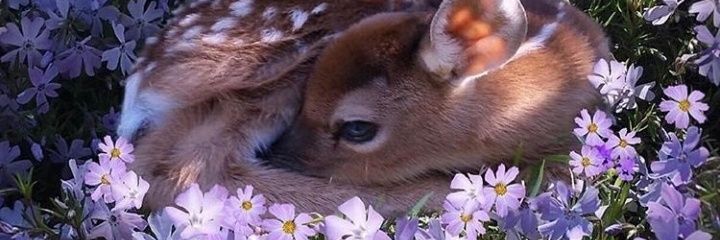 alexaoflife's profile banner image