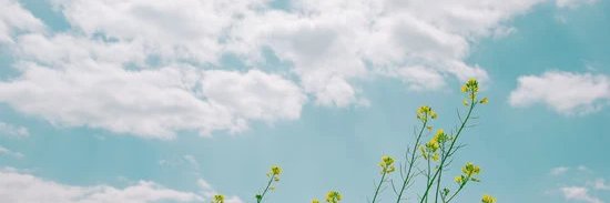 โซลช้า banner