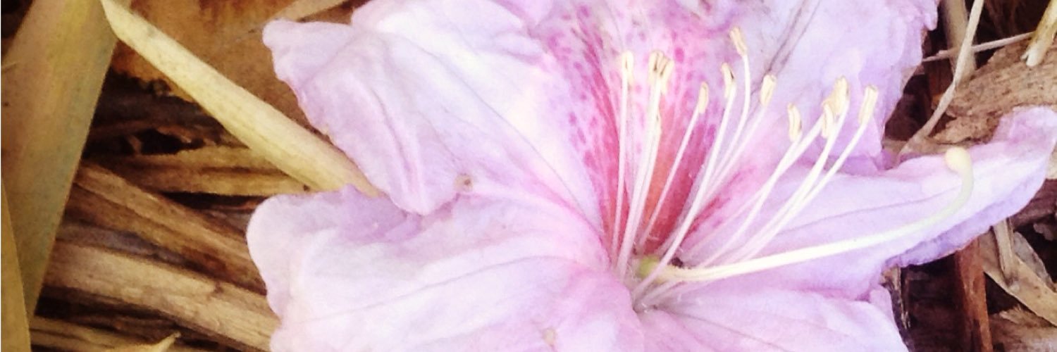 Rachyy25's profile banner image