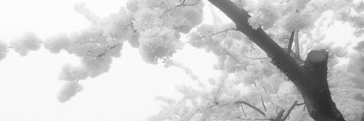 incognita banner