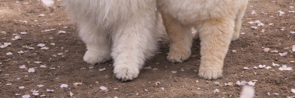 りさ🎀美容垢 banner