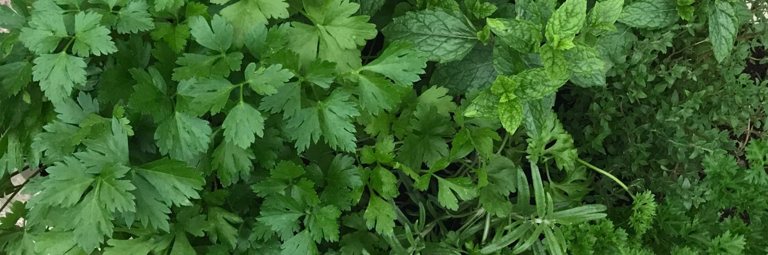 Jimmy Poodle ☘️ banner