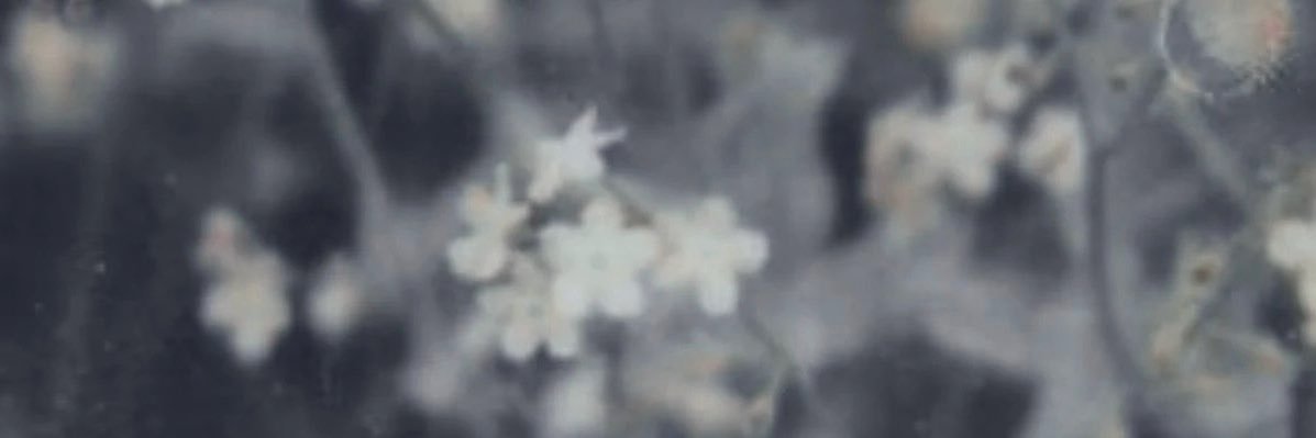 paprika ect. banner