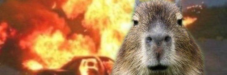 Mr. CapyBara banner