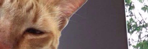 rosmint's profile banner image
