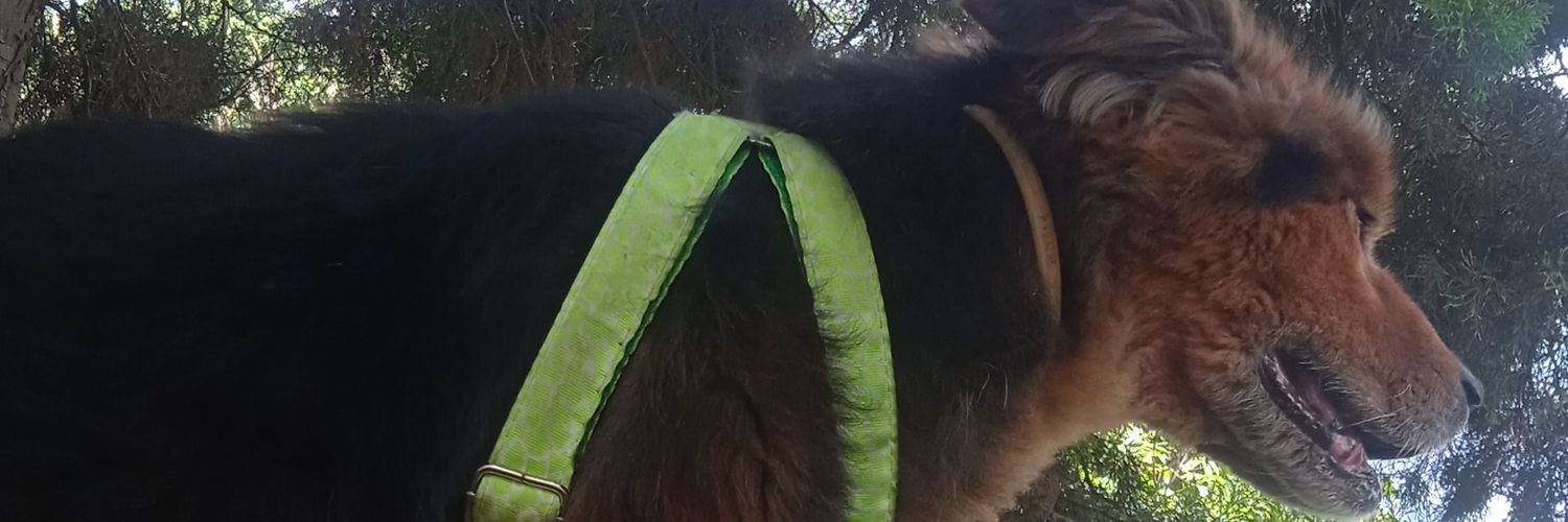 rocaza1's profile banner image