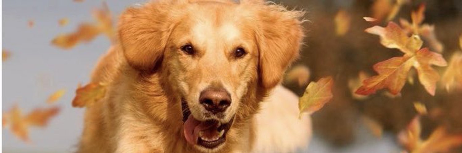 Help2Rehome Highlands & Islands banner