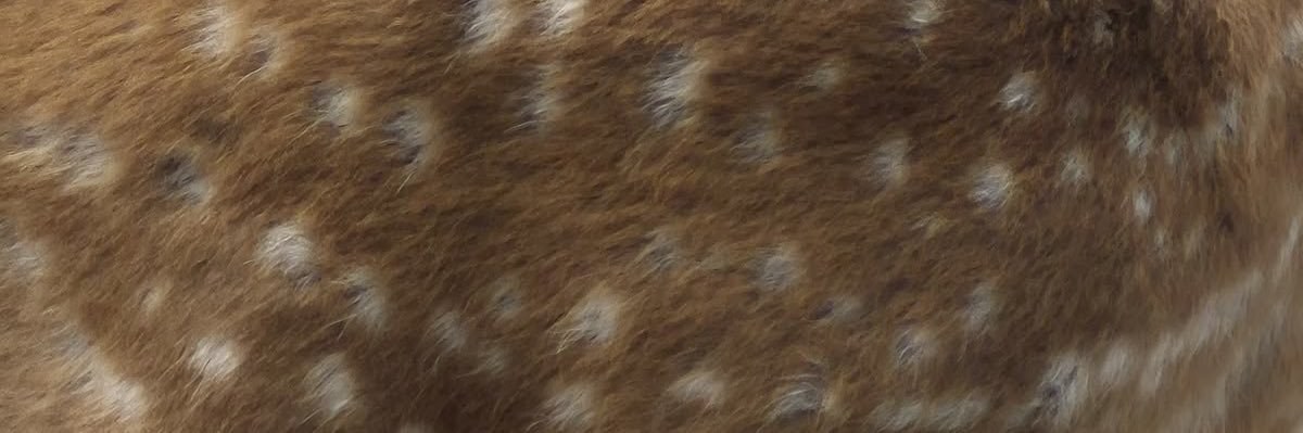addi .𖥔 ݁🦌 banner