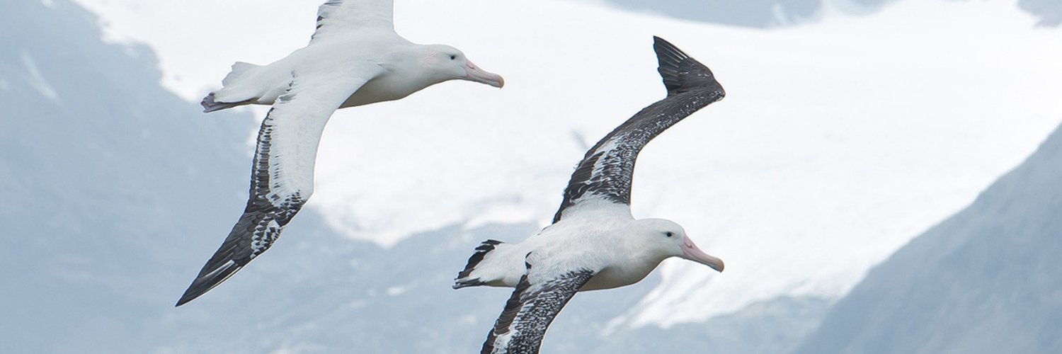 albatross_aura's profile banner image