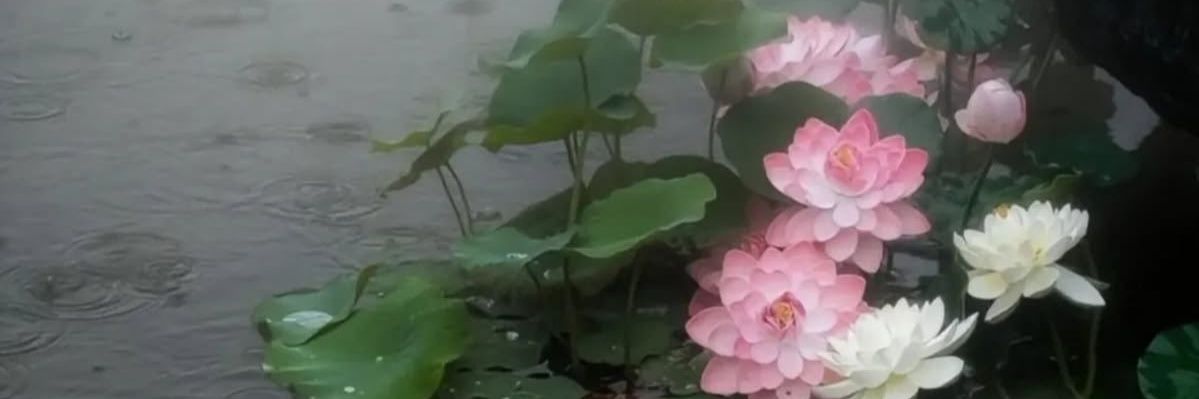 baatbangayi's profile banner image