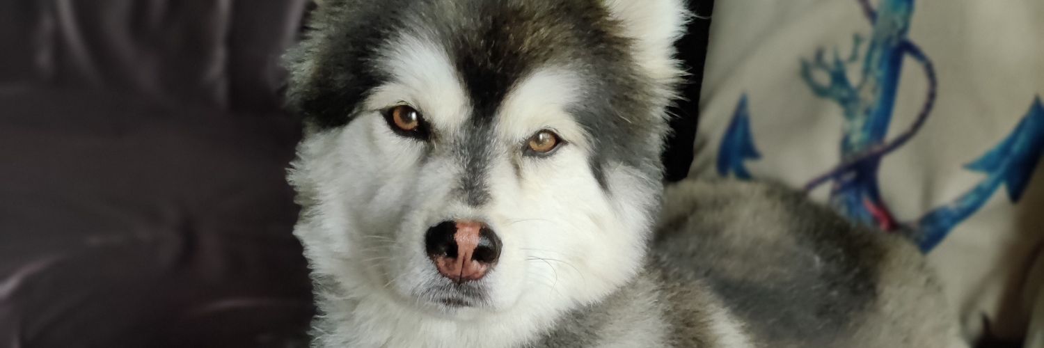 joeytaggs's profile banner image