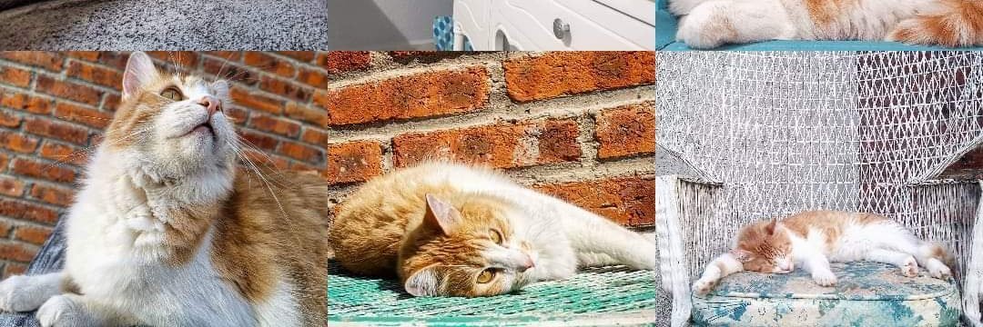 Marisol Garcia banner