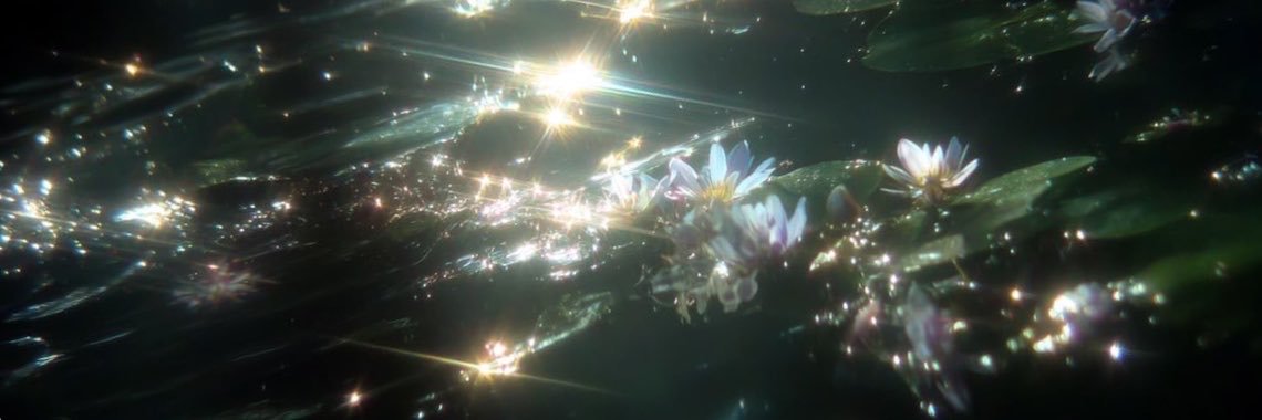 leucothiea's profile banner image