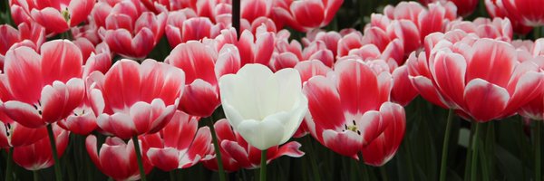 fabiomalini Profile Banner