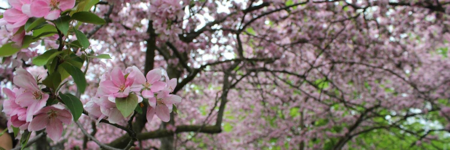 devonavipond's profile banner image