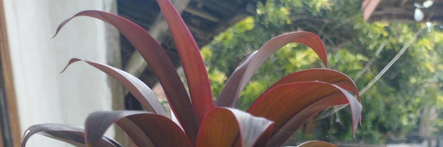 FirstMenang's profile banner image