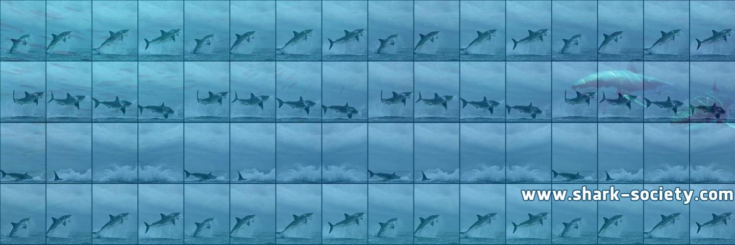 SharkSociety's profile banner image